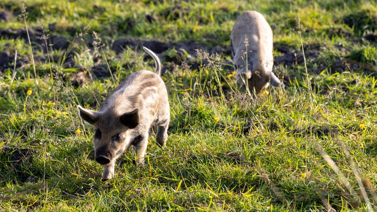 Two piglets, one running towards the camera. the other eating. Beige coloured with brown spots.